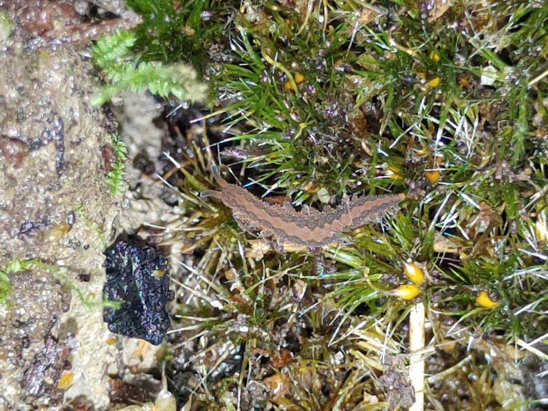 Setting Up Field Cameras To Monitor Velvet Worm Activity