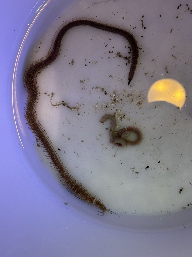 Signs Of A Bobbit Worm In Your Reef Tank