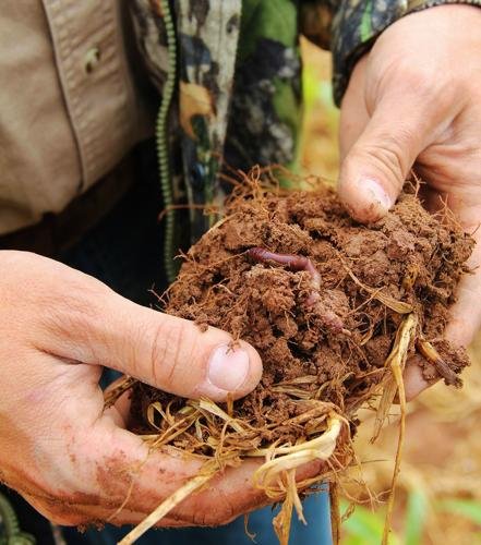 Signs Of Healthy Earthworm Populations In Soil