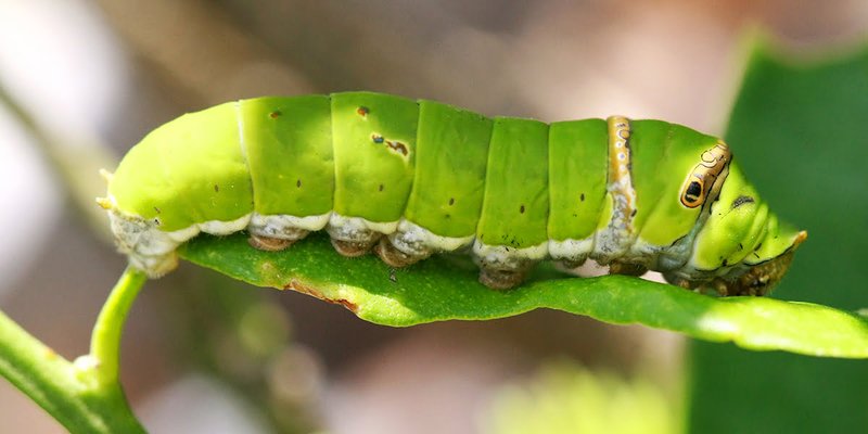 Signs Of Hornworm Damage On Tomato Plants