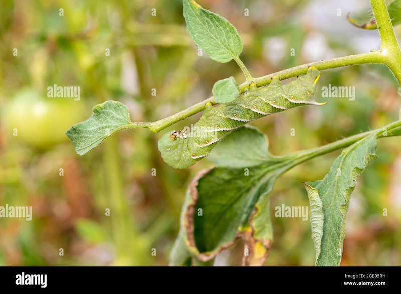 Signs Of Hornworm Damage On Tomato Plants