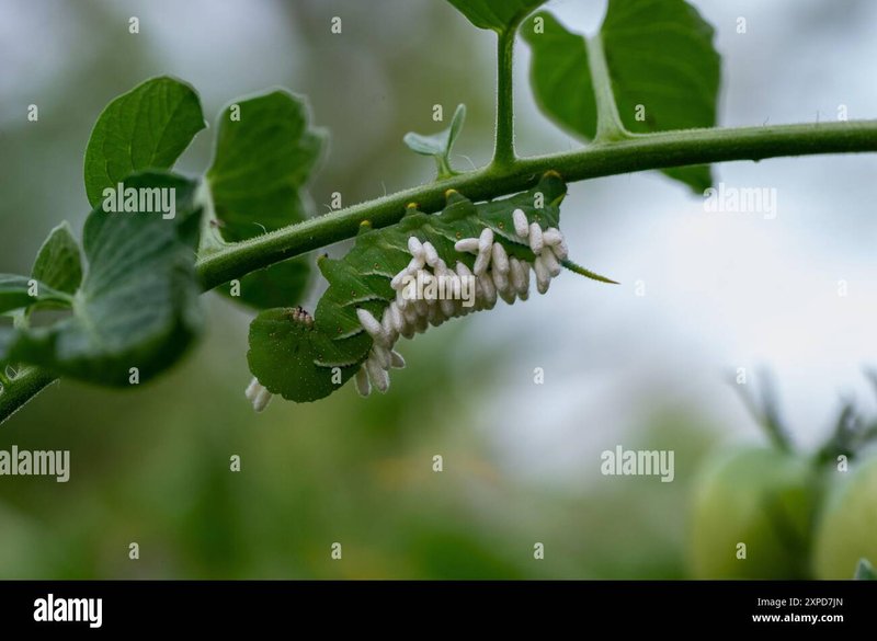 Signs Of Parasitism In Hornworm Larvae
