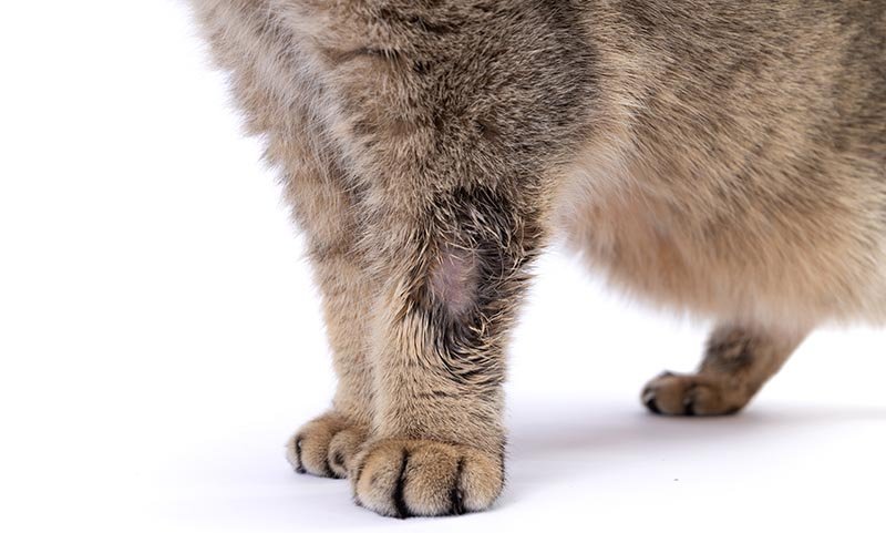 Signs Of Wolf Worm Presence In Farm Animals