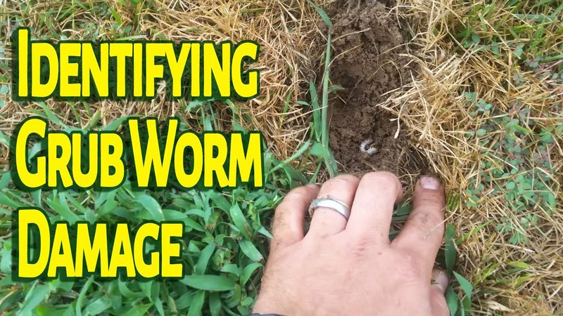 Signs That Birds Are Feeding On Grub Worms In Your Yard