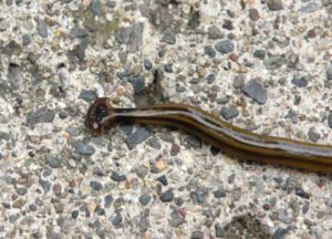 Signs Your Garden Has A Hammerhead Worm Infestation
