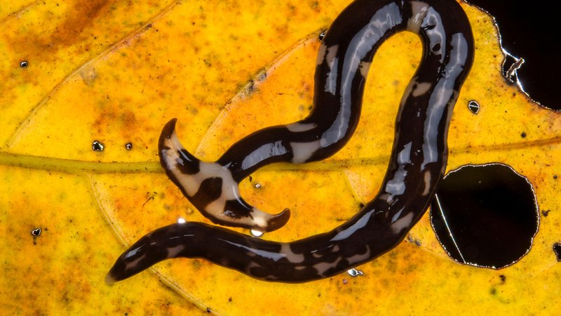 Signs Your Garden Has A Hammerhead Worm Infestation