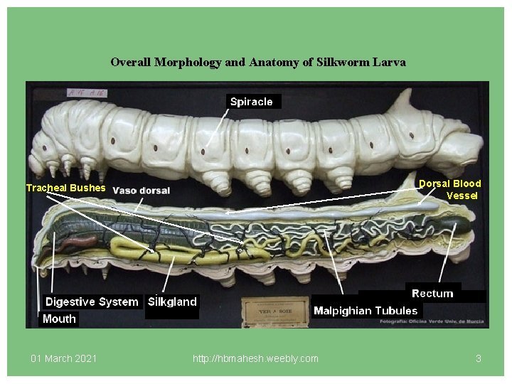 Silkworm Anatomy: Caterpillar To Moth