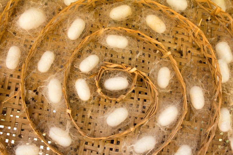 Silkworm Cocoons In Art And Craft Projects
