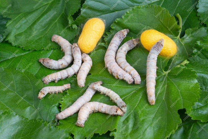 Silkworm Color Variations And What They Mean