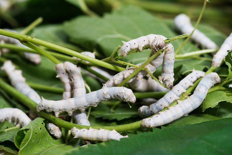Silkworm Cultivation In Urban Microfarms
