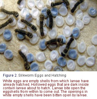 Silkworm Eggs: How To Store And Incubate Properly