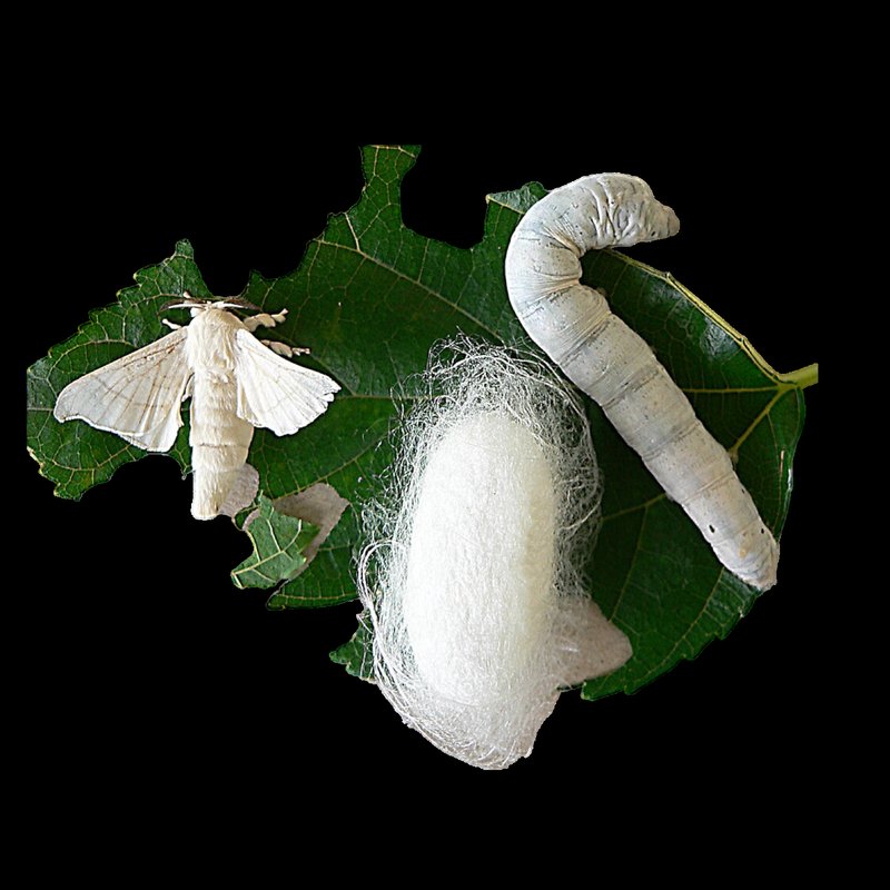 Silkworm Health Monitoring Checklists