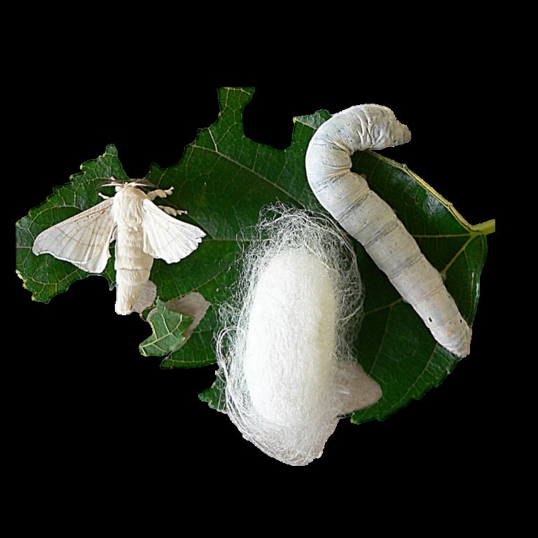 Silkworm Health Monitoring Checklists