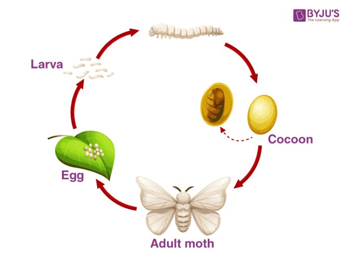 Silkworm Lifecycle: From Egg To Moth