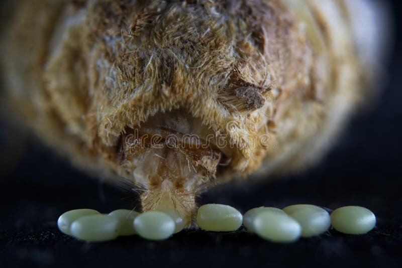 Silkworm Mating Behavior And Egg Laying