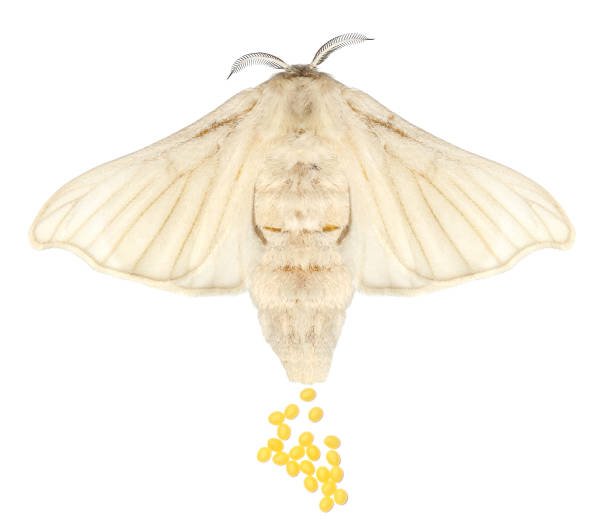 Silkworm Mating Behavior And Egg Laying