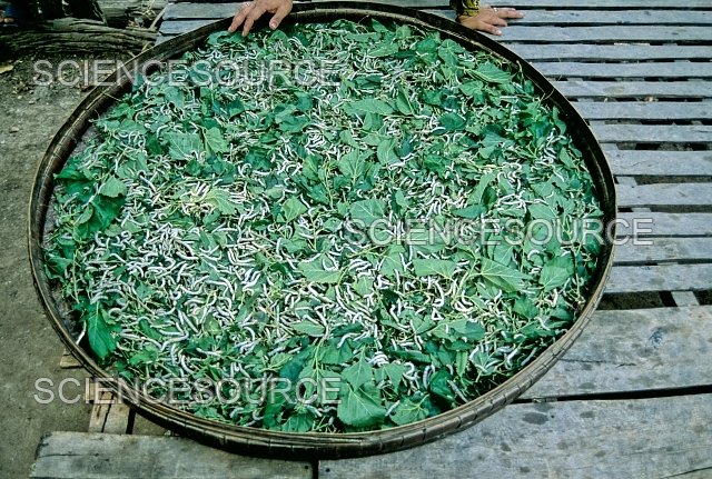 Silkworm Rearing As A School Agriculture Project