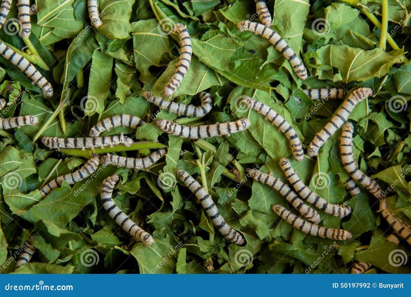 Silkworm Rearing As A School Agriculture Project