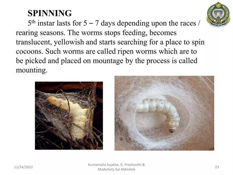 Silkworm Rearing Log Templates For Beginners