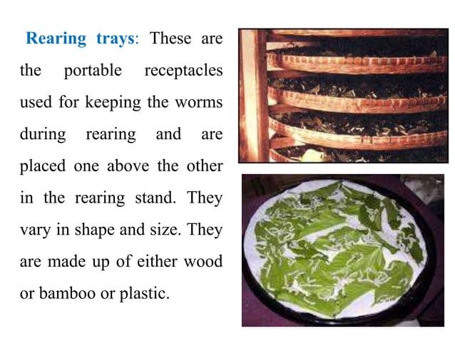 Silkworm Rearing Log Templates For Beginners