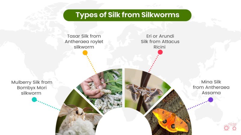 Silkworm Waste As Organic Fertilizer: Myth Or Fact?