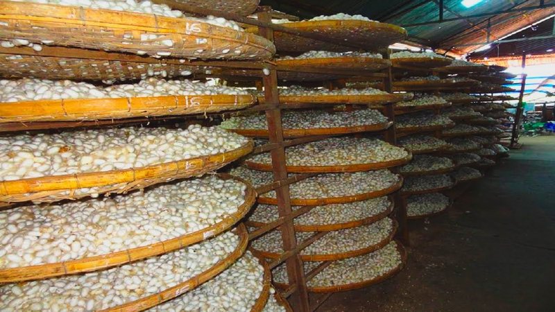 Silkworm Waste As Organic Fertilizer: Myth Or Fact?