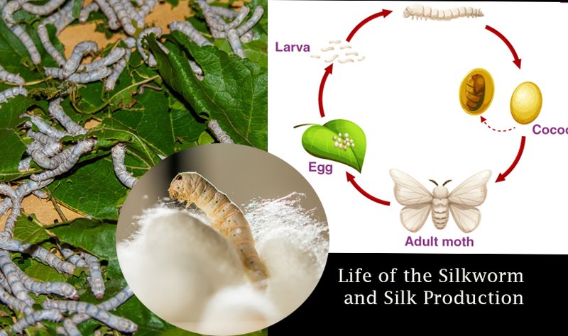 Silkworms And Their Role In Textile History