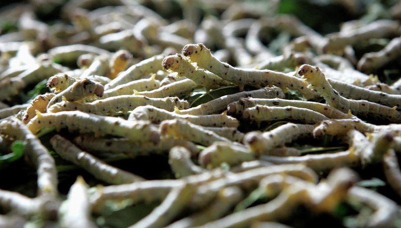 Silkworms As Feed For Reptiles And Fish