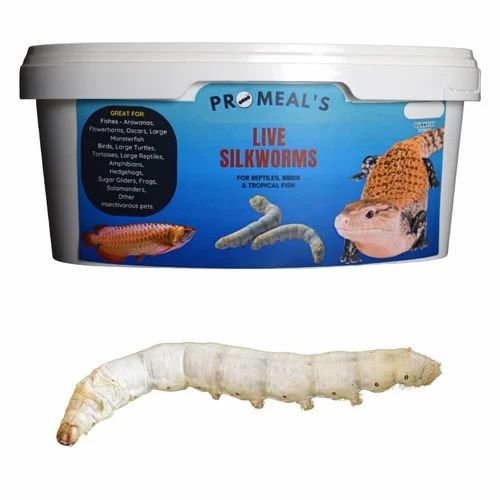 Silkworms As Feed For Reptiles And Fish