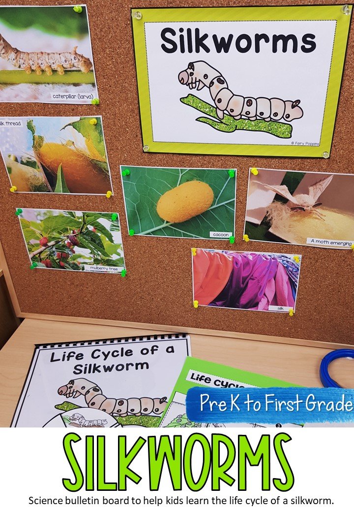 Silkworms In Educational Science Projects