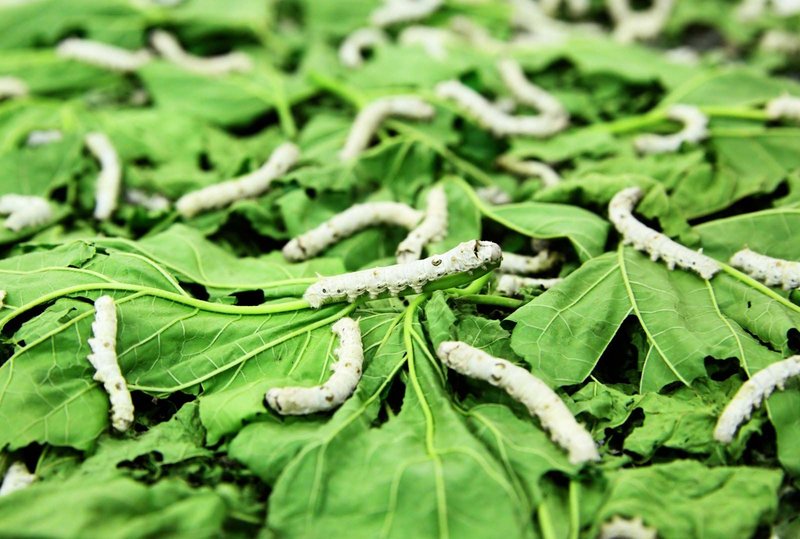 Silkworms In Research: Studying Metabolism And Growth