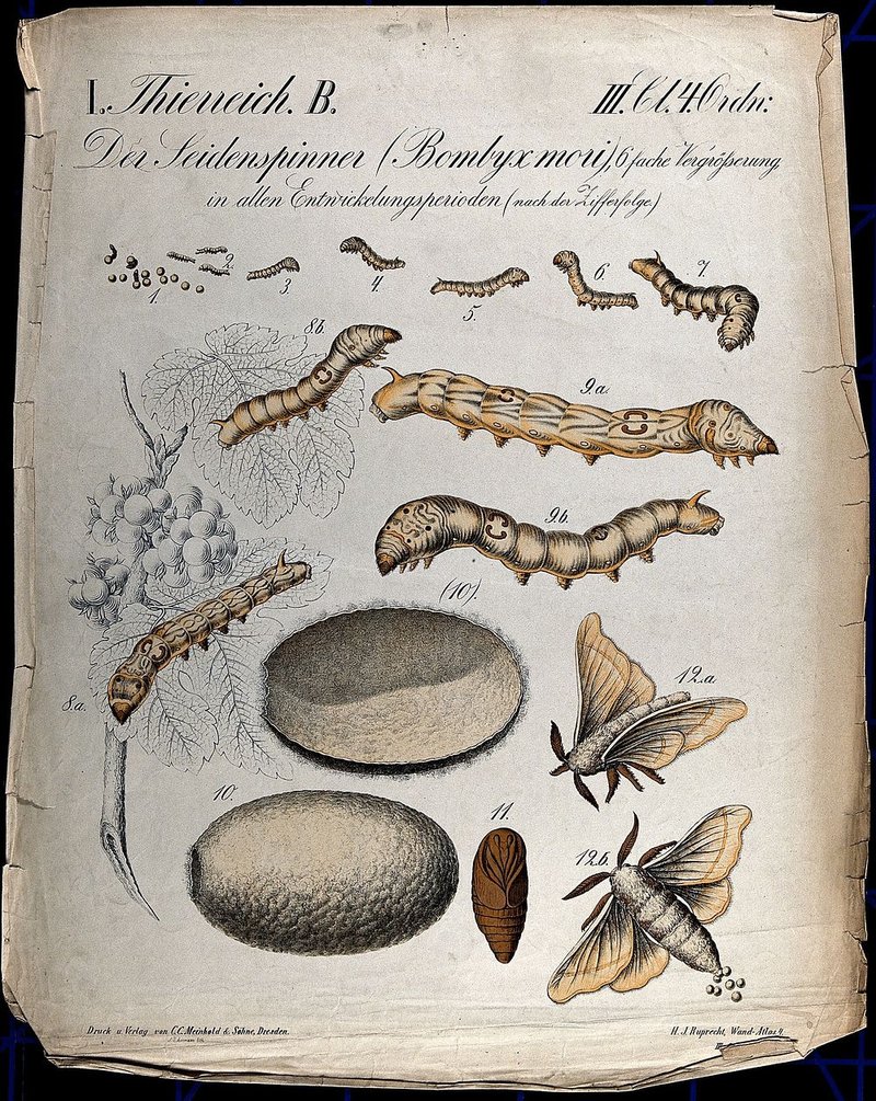 Silkworms In Research: Studying Metabolism And Growth