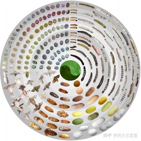 Silkworms In Research: Studying Metabolism And Growth