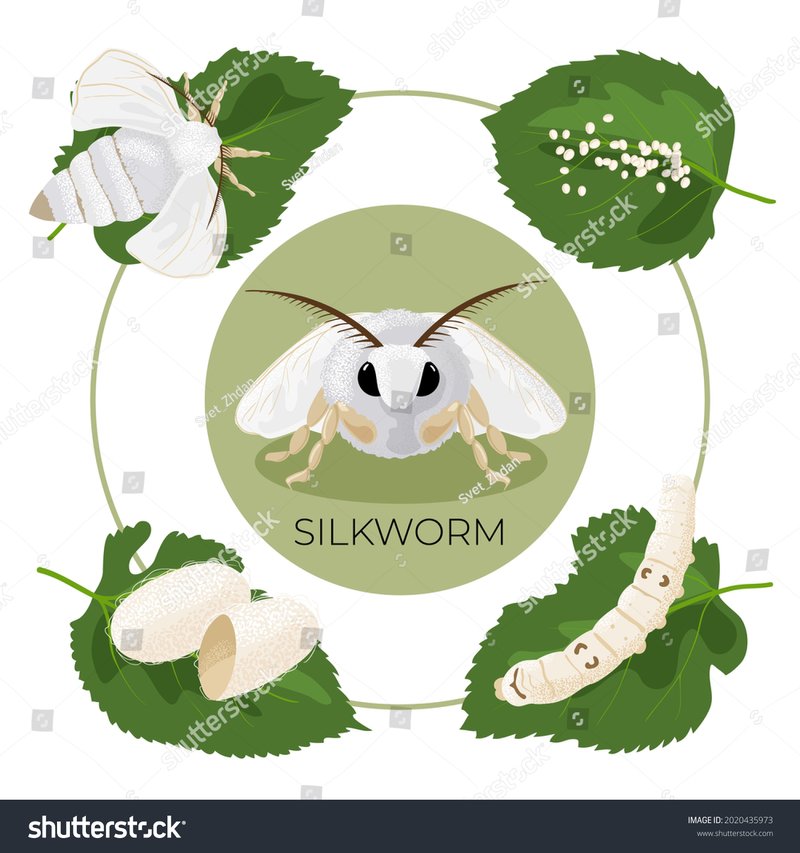 Stages Of Silkworm Development In Visual Charts