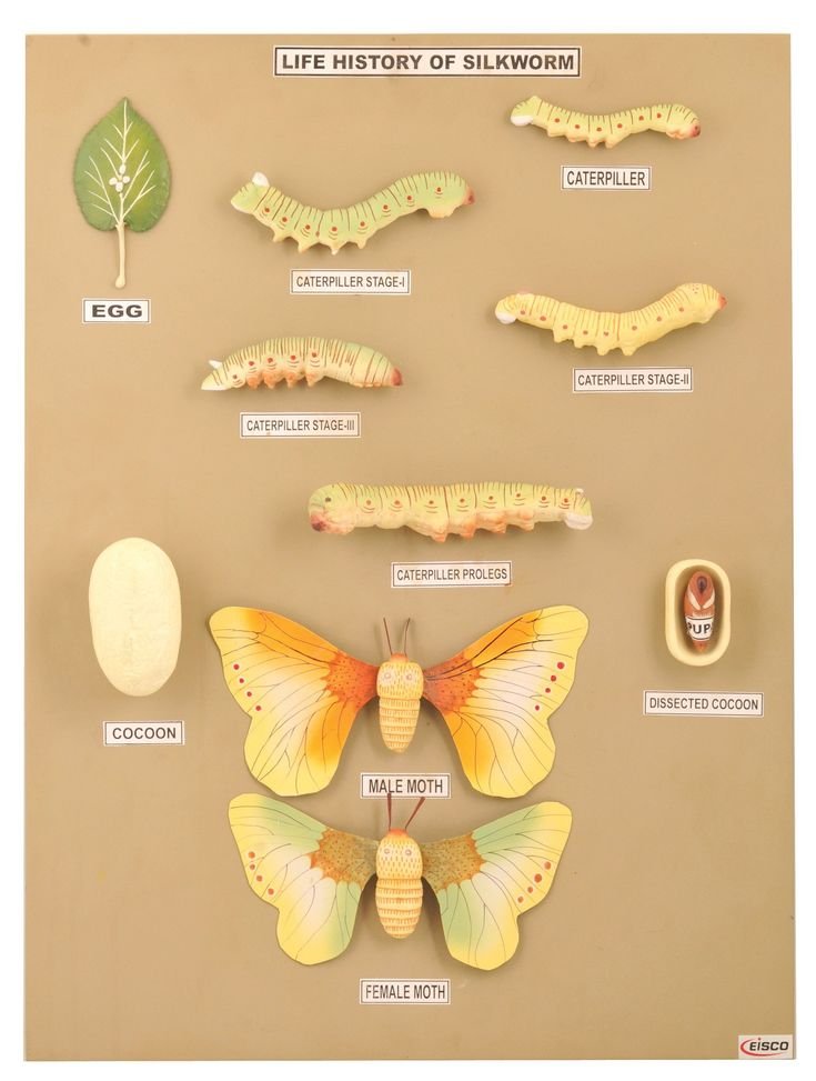 Stages Of Silkworm Development In Visual Charts
