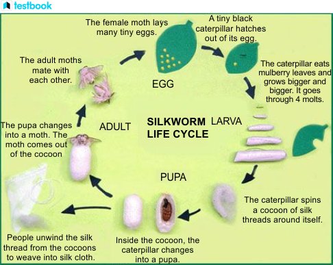 Stages Of Silkworm Development In Visual Charts