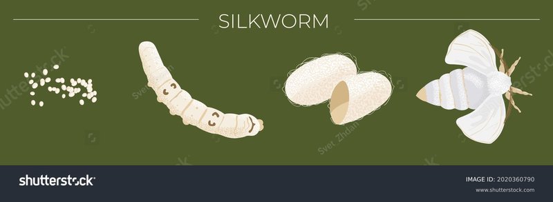 Stages Of Silkworm Development In Visual Charts