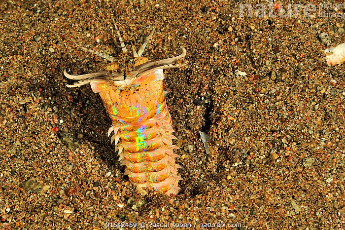 Strategies For Digging Out Burrowed Bobbit Worms