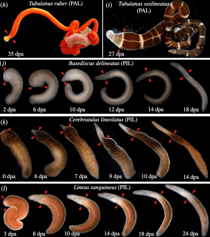 Studying Ribbon Worm Growth And Regeneration