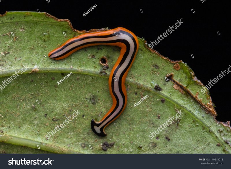Studying Ribbon Worm Growth And Regeneration