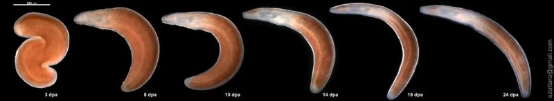 Studying Ribbon Worm Growth And Regeneration