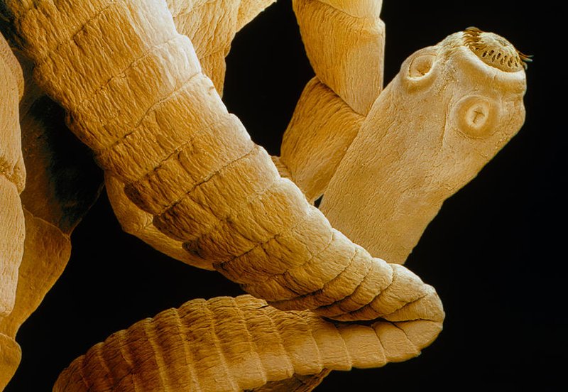 Tapeworm In Captivity: Can They Be Studied Or Farmed?