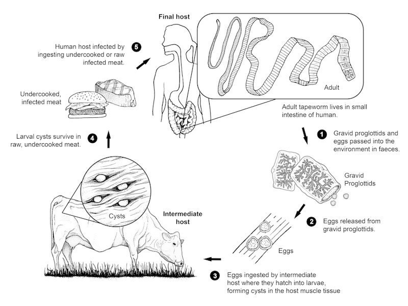 Tapeworm Reproduction: Mating, Eggs, And Larvae Facts