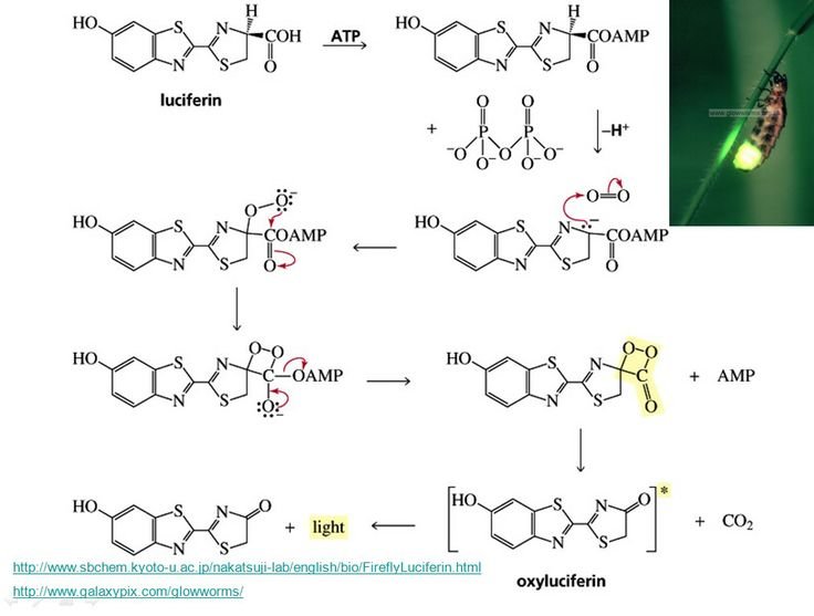 The Chemistry Of Glow Worm Light Production