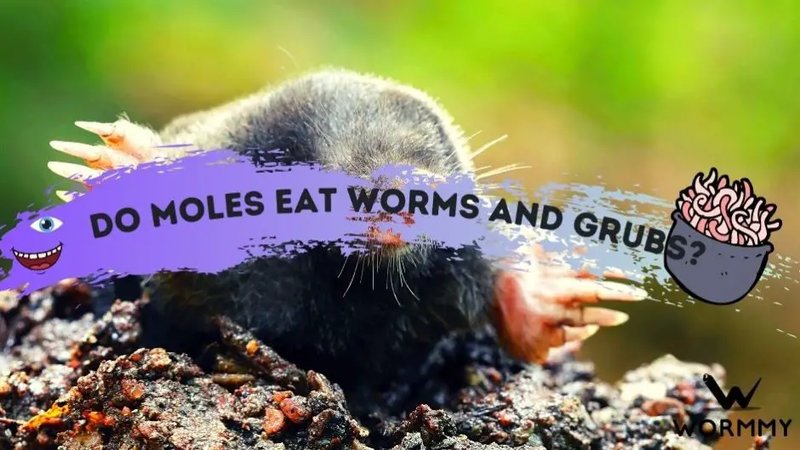 The Connection Between Moles And Grub Worms