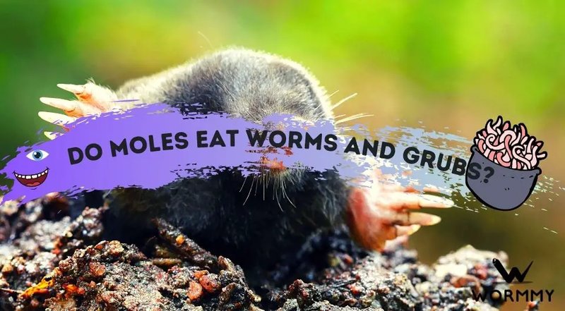 The Connection Between Moles And Grub Worms