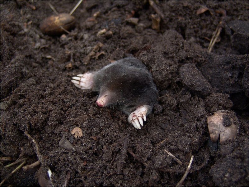The Connection Between Moles And Grub Worms