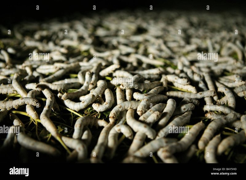 The Cultural Significance Of Silkworms In Asia