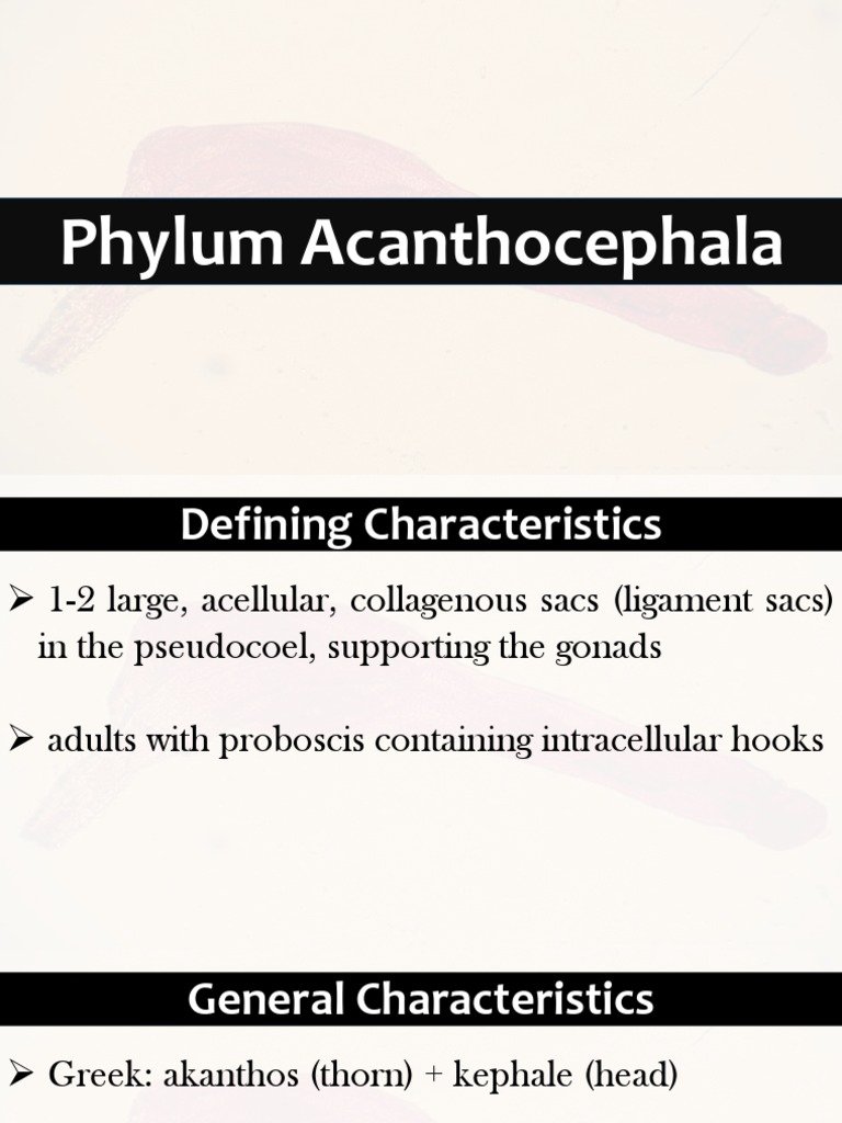 The Ecological Importance Of The Acanthocephala Species