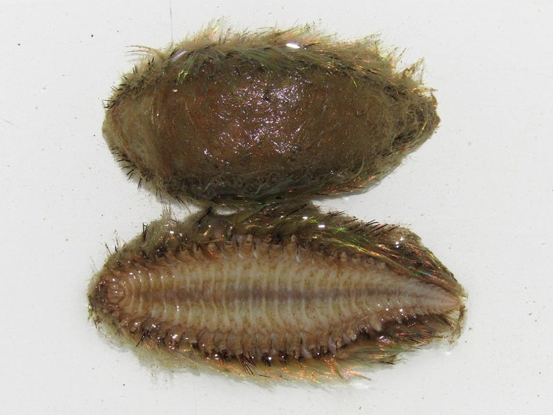 The Ecological Importance Of The Aphrodite Aculeata Species